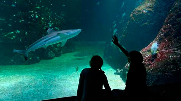 Fri entré till Universeum